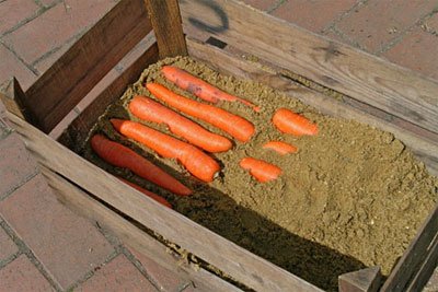 хранение моркови