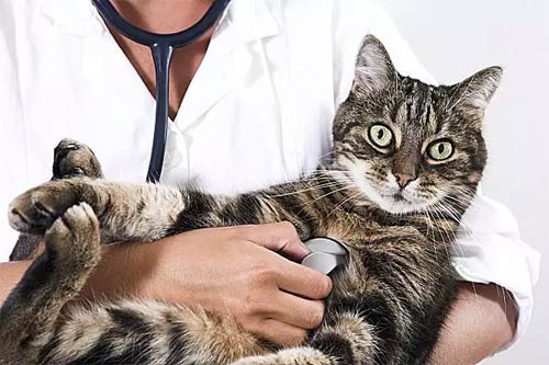 кошка на руках у врача