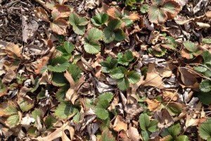 клубника в опавших листьях