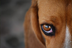 мир глазами собаки