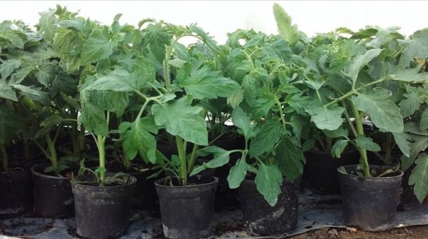 выращивание рассады томатов